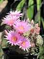 Echinocereus