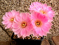 Echinopsis obrepanda