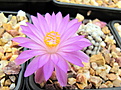 Mammillaria theresae