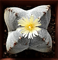 Astrophytum myriostigma subsp. quadricostatus2021