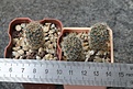 Aylostera brunescens WR480