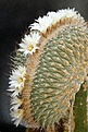 Strombocactus disciformis fa.cristata