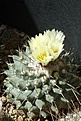 Strombocactus corregidorae