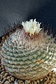 Strombocactus disciformis