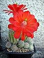 ECHINOCEREUS - huitcholensis