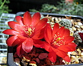 Rebutia atrovirens v.zecheri WR650