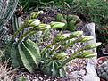 Echinopsis subdenudata