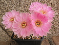 Echinopsis