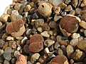 Lithops lesliei ssp. lesliei v. lesliei С005