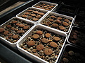 Lithops lesliei ssp. lesliei v. mariae С141