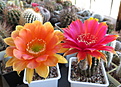 Echinopsis hybr.