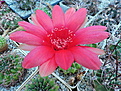 L. cinnabarina v. grandiflora WR 265