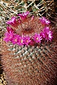 Mammillaria spinosissima 'Super red'