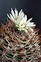 Gymnocalycium ferocior