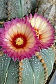 Astrophytum asterias 'Rosa'