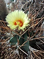 Astrophytum capricorne v. niveum