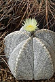 Astrophytum myriostigma 'Onzuka'