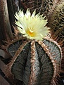 Astrophytum ornatum