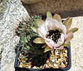 Lobivia jajoiana cv. Anemone