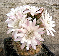 Gymnocalycium