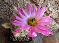 Echinocereus bristolii