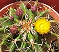 - Ferocactus schwarzii