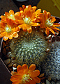 Rebutia archibuininpiana