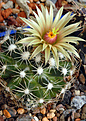 Escobaria  missouriensis v. caespitosa SB 361 Hays Co, Tx.