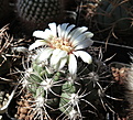 Gymnocalycium valnicekianum VG-532