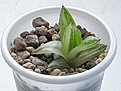 Haworthia cymbiformis variegata