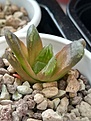 Haworthia Midorigame