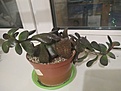 Adromischus maculatus