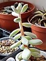 Pachyphytum oviferum