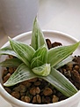 Haworthia magnifica var. acuminata grey ghost