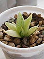 Haworthia Magnifica Var. Acuminata CV. 'Grey