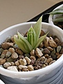 Haworthia Magnifica Var. Acuminata CV. 'Grey