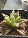 Haworthia Magnifica Acuminata 'Grey Ghost'