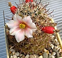 Mammillaria_louisae_SB1899_8y