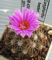 Coryphantha_hesteri_SB430_10y