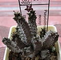 Pseudolithos mccoyi_5y_1