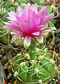 Gymnocalycium  denudatum cv. Jan Suba,