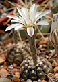 Gymnocalycium rogonesii