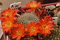 Rebutia minuscula