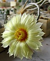 Astrophytum_caput-medusae_PP1569_8y