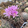 G. horridispinum