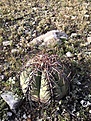 Mineral de Pozos, Guanajuato