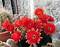 Chamaecereus hybr.