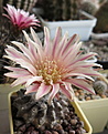 Pyrrhocactus totoralensis WM138