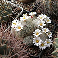 Mammillaria lenta