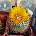 Parodia microcarpa